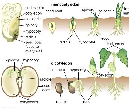 Biologi 12 | Tahap Pertumbuhan Tumbuhan